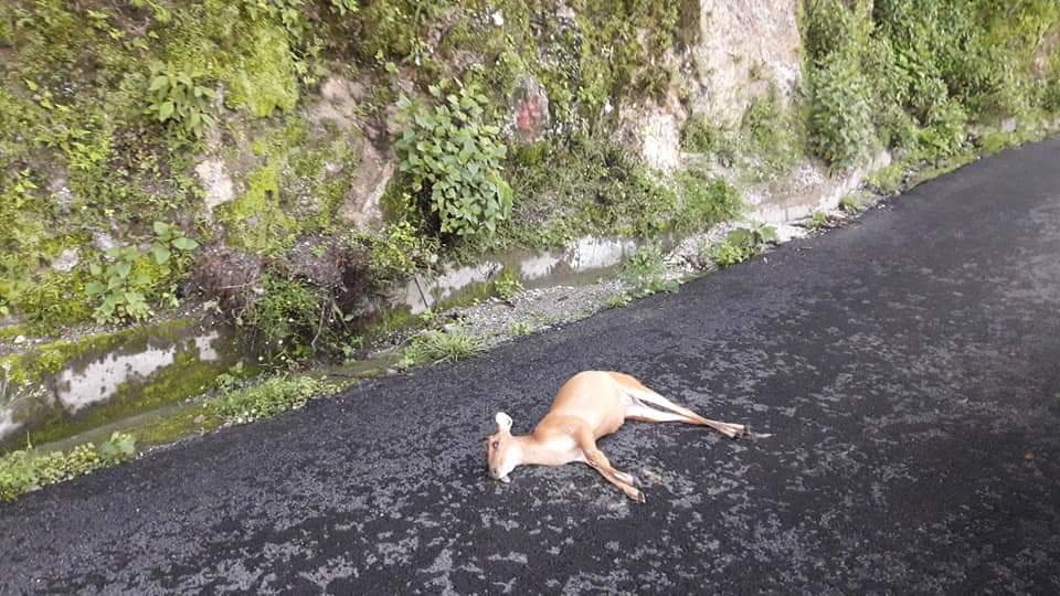 मसूरी-देहरादून सड़क पर गिरा पड़ा हिरन का बच्चा। 3 A reindeer fell on the road.-2
