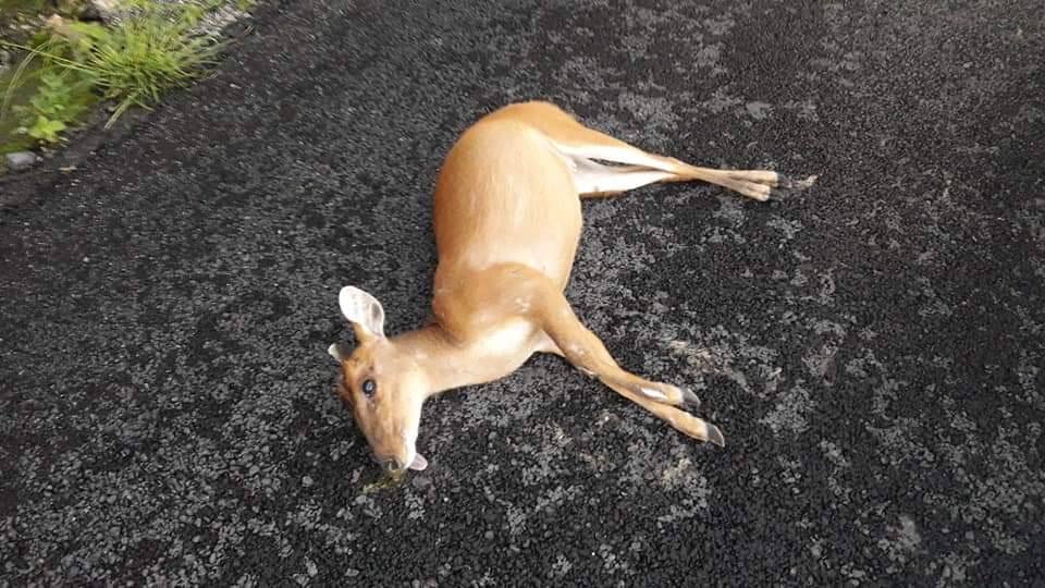 मसूरी-देहरादून सड़क पर गिरा पड़ा हिरन का बच्चा। 14 Dear at mussoorie road 3