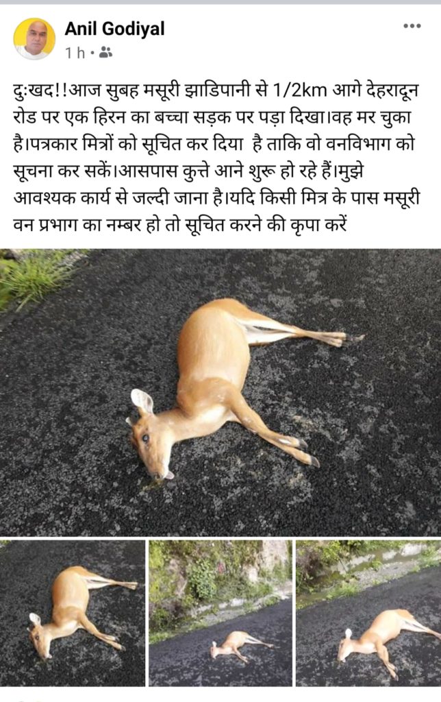 मसूरी-देहरादून सड़क पर गिरा पड़ा हिरन का बच्चा। 2 A reindeer fell on the road.