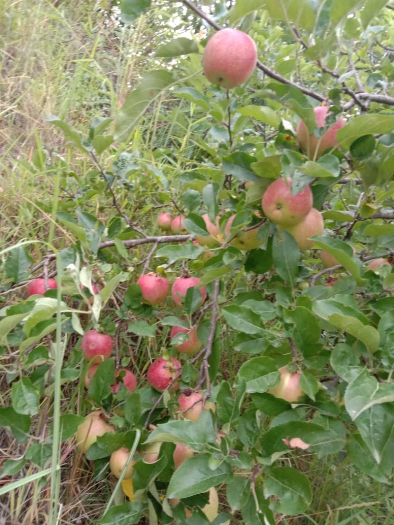 टीहरी, जौनपुर ब्लॉक के ख्यार्सी गांव में मुख्यमंत्री ने किया ग्रोथ सेंटर का लोकार्पण, जाने क्या होंगे फायदें। मुख्यमंत्री ने किया ख्यार्शी ग्रोथ सेंटर का लोकार्पण। 4