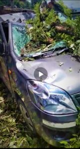 मानसून इफेक्ट : मसूरी में पेड़ गिरने से दब गई चार गाड़ियां, देखें वीडियो।