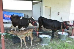 डेरी विकास स्वरोजगार योजना का शुभारम्भ, सीएम लाभार्थियों को दिए गए दुधारू पशु
