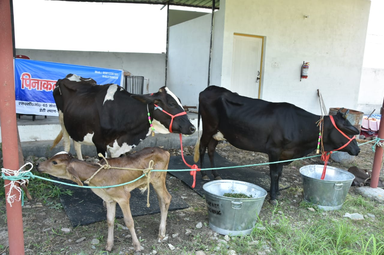 डेरी विकास स्वरोजगार योजना का शुभारम्भ, सीएम लाभार्थियों को दिए गए दुधारू पशु 1 Cows