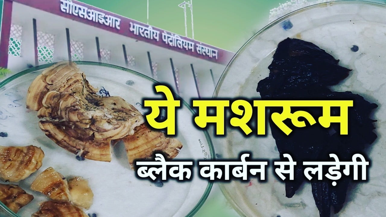 वैज्ञानिकों ने उत्तराखंड के जंगल से खोजा एक ऐसा मशरूम जो खत्म करता है ब्लैक कार्बन | IIP Dehradun research on Trametes Maxima fungus 1 IIP Dehradun research on Tremitis Maxima fungus