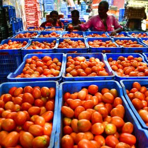 खुश खबरी ! जल्द सस्ता होने जा रहा टमाटर, जानिए क्या है वजह | Tomato prices might come down 4 Tomato prices might come down