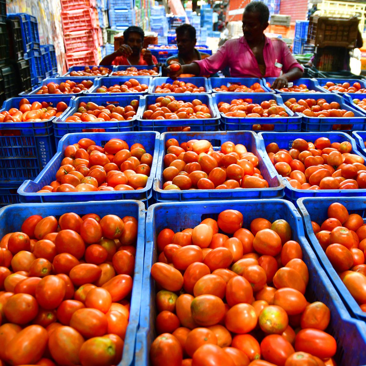 आज से यहां मिलेंगे सस्ते टमाटर, सरकार ने दिए यह निर्देश | Tomato prices reduced in dehradun 3 Tomato prices reduced in dehradun