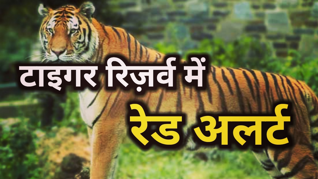 Tiger Hunting Red Alert