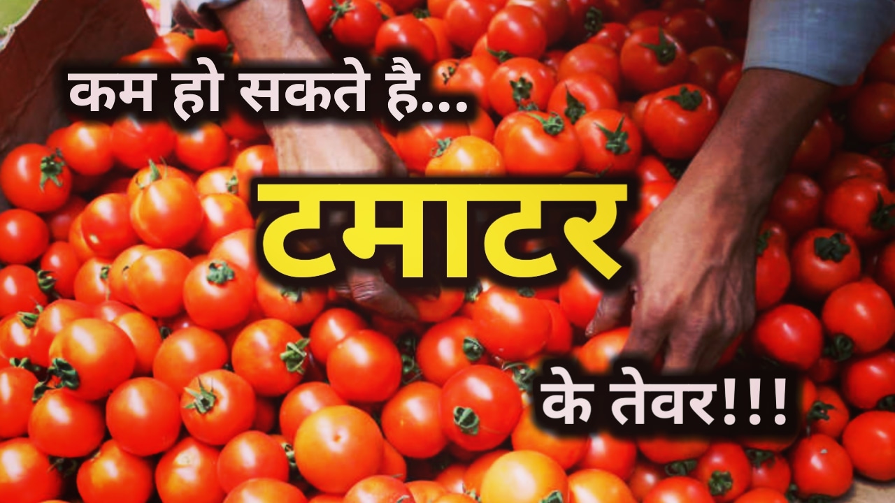 Tomato prices might come down