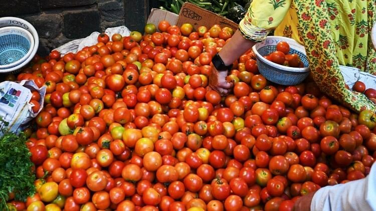 आज से यहां मिलेंगे सस्ते टमाटर, सरकार ने दिए यह निर्देश | Tomato prices reduced in dehradun 2 Tomato prices reduced in dehradun