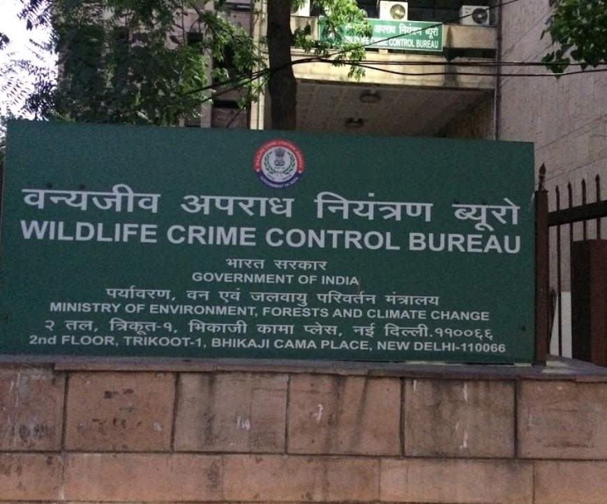 बाघों के शिकार के चलते रेड अलर्ट, जानिए किस राज्य में हुए सबसे ज्यादा शिकार | Tiger Hunting Red Alert 2 Tiger Hunting Red Alert