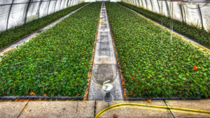 Uttarakhand Polyhouse Scheme 2023