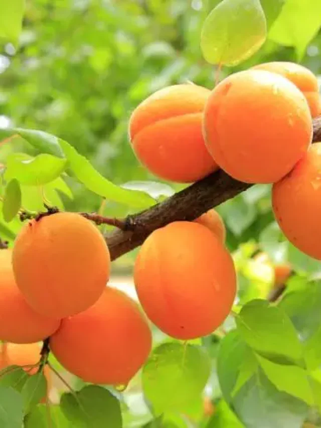 Khumani, Uttarakhand Fruit