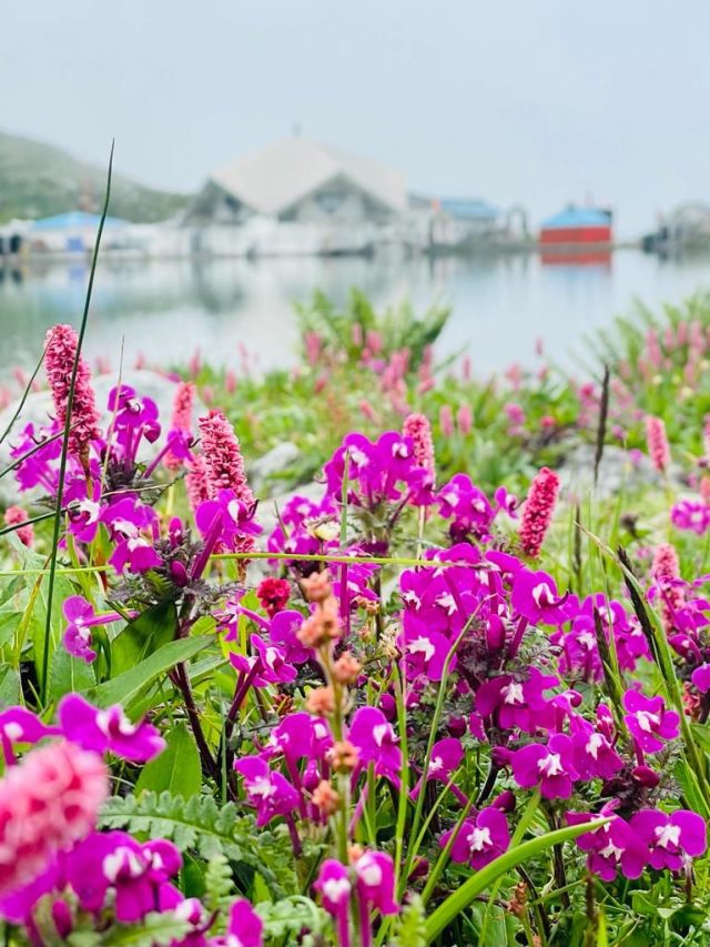 valley of flowers (3)