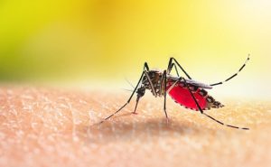 देहरादून में तेजी से बड़ा Dengue का ग्राफ, अब तक 174 लोग हुए डेंगू का शिकार, अस्पतालों में बढ़ाए जा रहे बेड | Dengue Cases increase in Dehradun 2 Dengu Cases increase in Dehradun