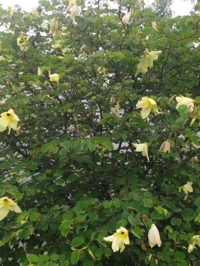 Uttarakhand Forest Research Institute flowers