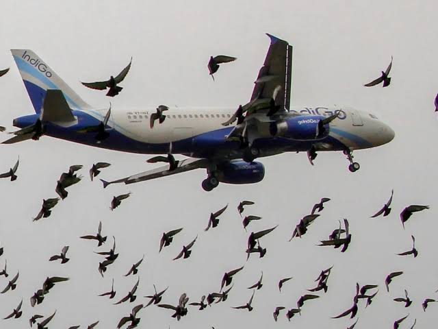 Bird hit plane in dehradun