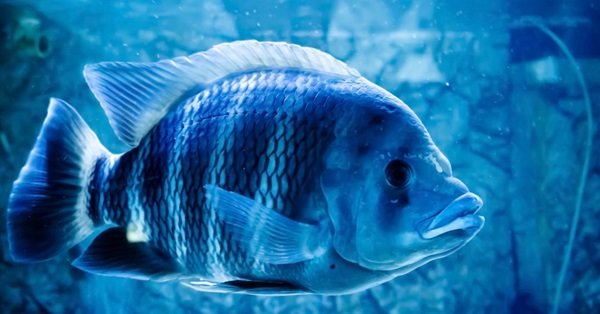 मत्स्य सेक्टर से जुडें सभी व्यक्तियो के लिये पंजीकरण आवश्यक 1 Fish farming business